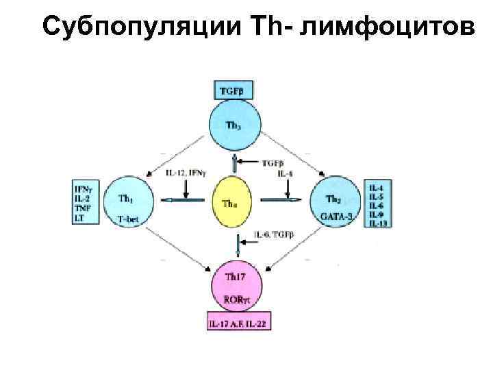 Популяции лимфоцитов. Охарактеризуйте основные субпопуляции т-лимфоцитов:. Субпопуляции т лимфоцитов таблица. Перечислите основные субпопуляции т лимфоцитов.. Субпопуляции т и б лимфоцитов.