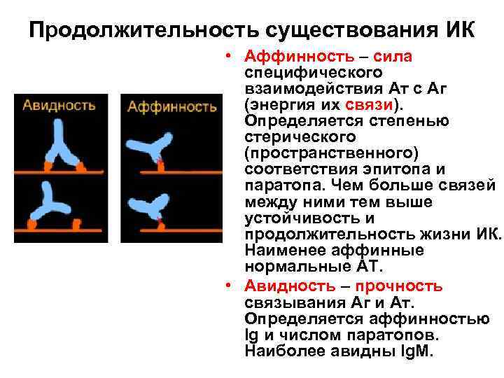 Продолжительность существования ИК • Аффинность – сила специфического взаимодействия Ат с Аг (энергия их