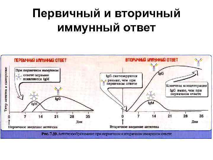 Первичный и вторичный иммунный ответ 