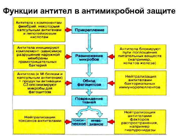 Функции антител в антимикробной защите 