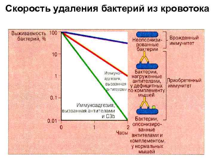 Скорость удаления бактерий из кровотока 