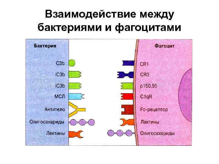 Взаимодействие между бактериями и фагоцитами 