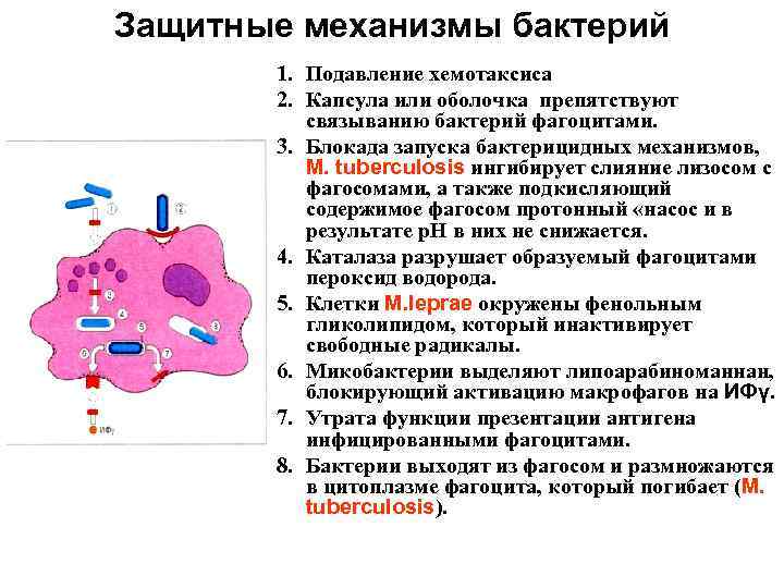 Защитные механизмы бактерий 1. Подавление хемотаксиса 2. Капсула или оболочка препятствуют связыванию бактерий фагоцитами.