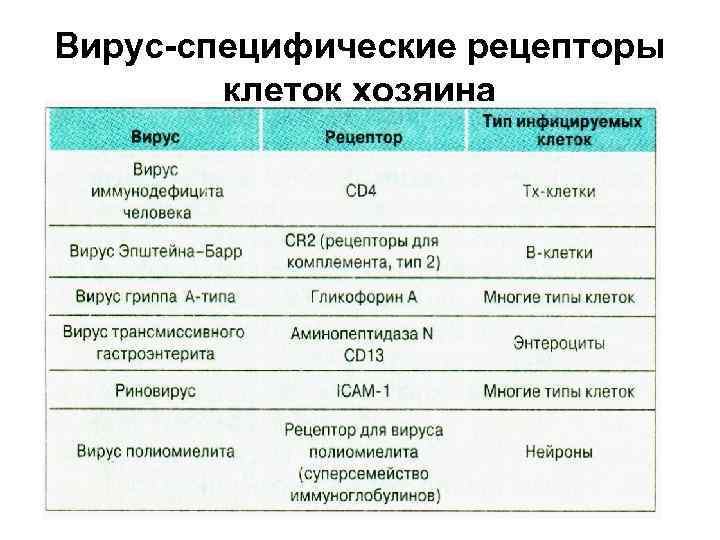 Вирус-специфические рецепторы клеток хозяина 