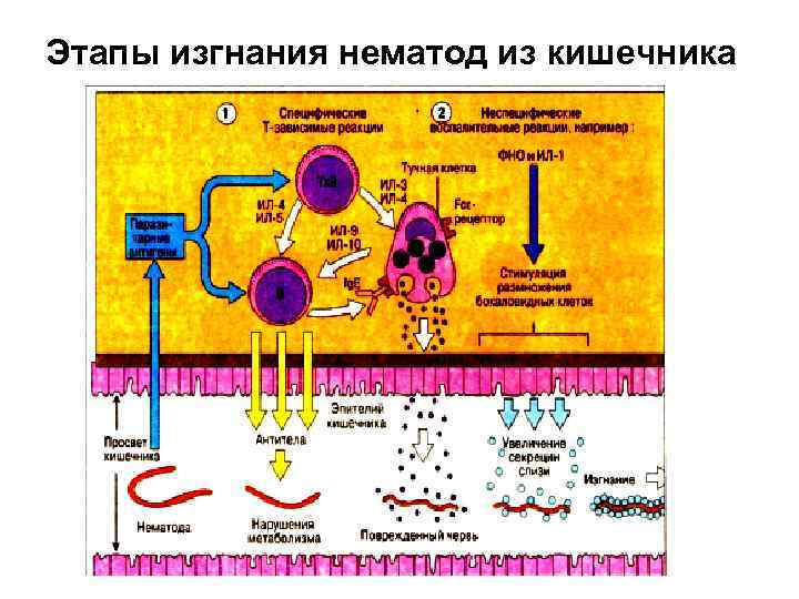 Этапы изгнания нематод из кишечника 