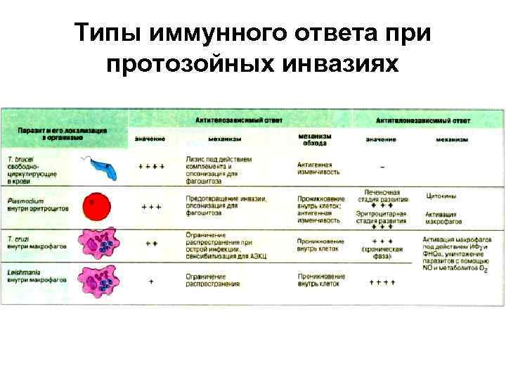 Иммунный ответ при инфекциях. Дефекты иммунной системы при протозойных болезнях. Типы иммунного ответа. Типы адаптивного иммунного ответа. Противопротозойный иммунный ответ.