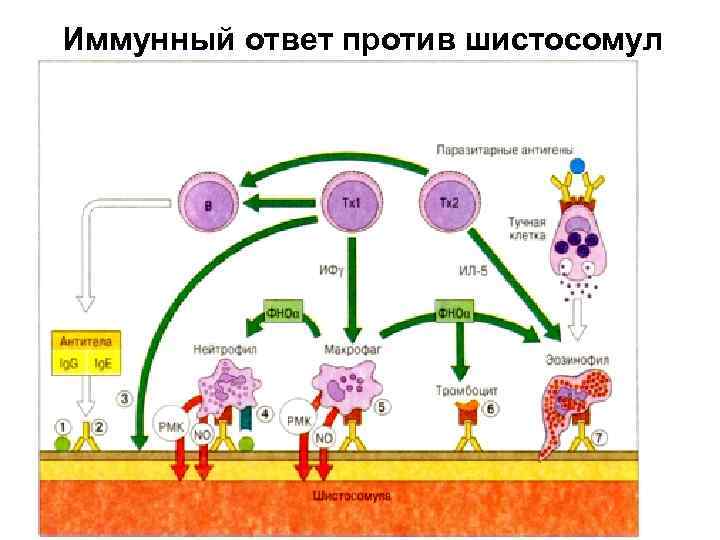 Иммунный ответ против шистосомул 