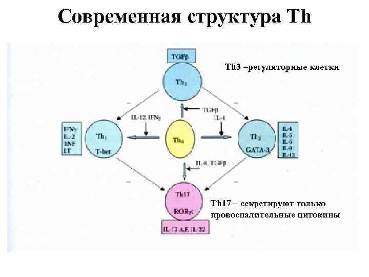 Современная структура Th Th 3 –регуляторные клетки Th 17 – секретируют только провоспалительные цитокины