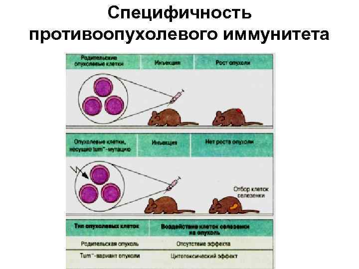 Схема противоопухолевого иммунитета