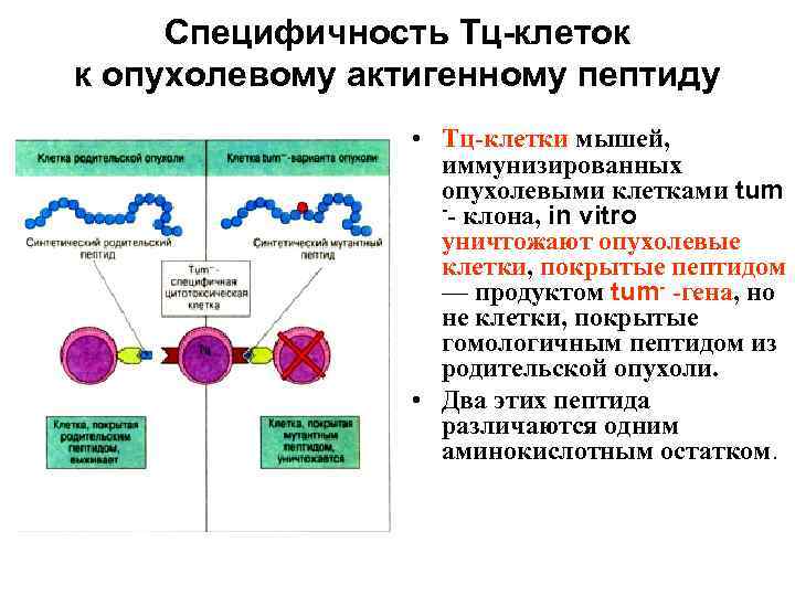 Специфичность Тц-клеток к опухолевому актигенному пептиду • Тц-клетки мышей, иммунизированных опухолевыми клетками tum --