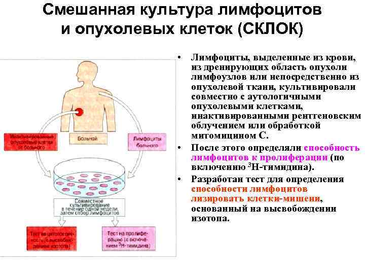 Смешанная культура лимфоцитов и опухолевых клеток (СКЛОК) • Лимфоциты, выделенные из крови, из дренирующих