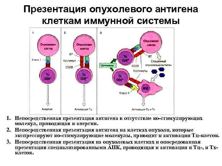 Презентация антигенов иммунология