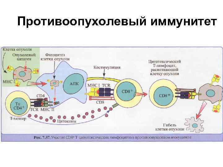 Трансплантационный иммунитет иммунология презентация