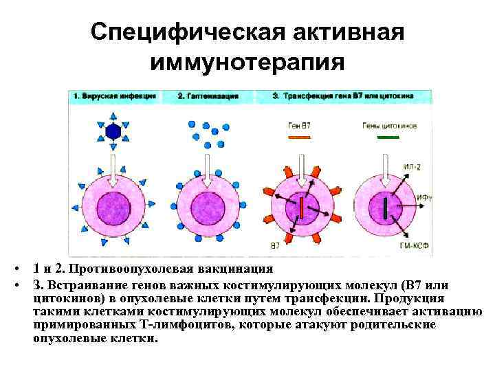 Специфическая активная иммунотерапия • 1 и 2. Противоопухолевая вакцинация • З. Встраивание генов важных