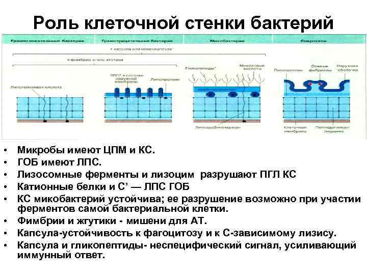 Роль клеточной стенки бактерий • • • Микробы имеют ЦПМ и КС. ГОБ имеют