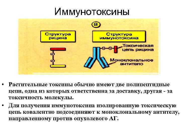 Иммунотоксины • Растительные токсины обычно имеют две полипептидные цепи, одна из которых ответственна за