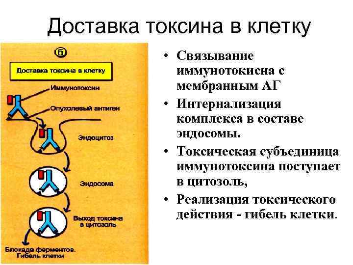 Доставка токсина в клетку • Связывание иммунотокисна с мембранным АГ • Интернализация комплекса в