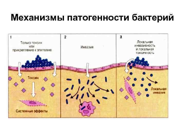 Механизмы патогенности бактерий 