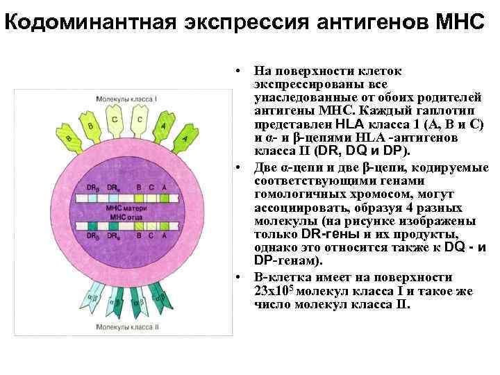 Диффузная экспрессия клеток. Экспрессия антигенов это. Антигенная система МНС. HLA антигены. HLA-антигены экспрессируются на.