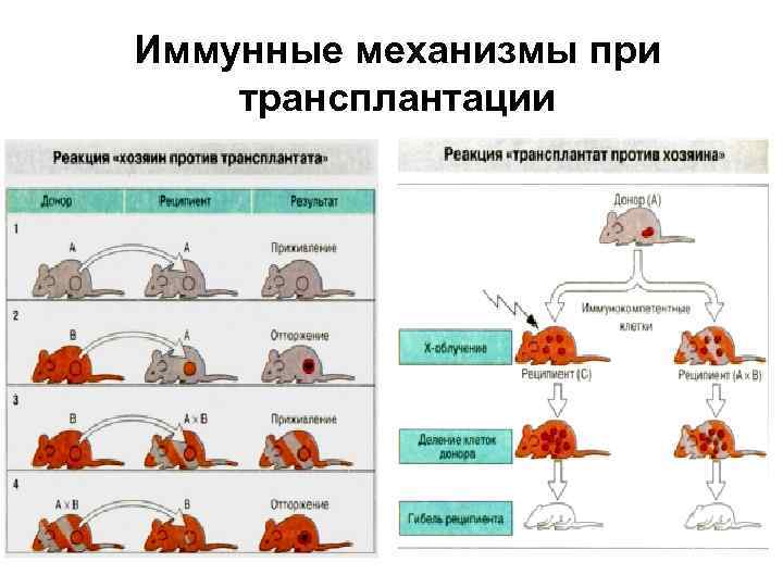 Иммунные механизмы при трансплантации 