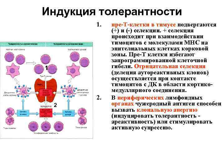 Индукция толерантности 1. 1 2. 2 пре-Т-клетки в тимусе подвергаются (+) и (-) селекции.