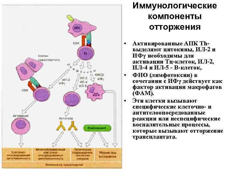 Иммунологические компоненты отторжения • Активированные АПК Тhвыделяют цитокины, ИЛ-2 и ИФγ необходимы для активации