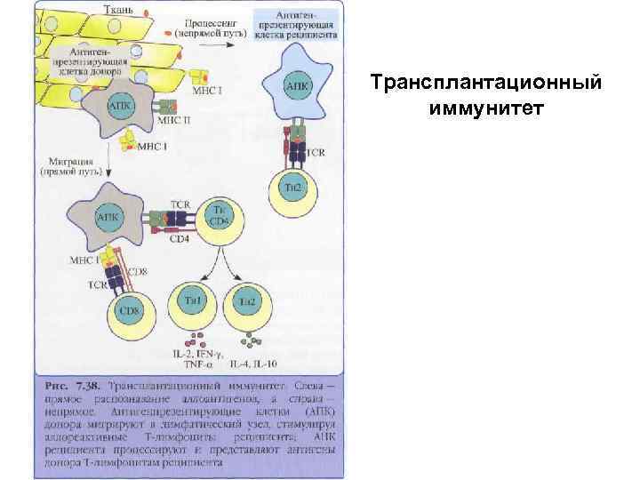 Трансплантационный иммунитет 