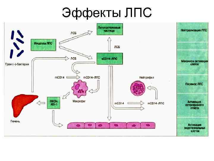Эффекты ЛПС 