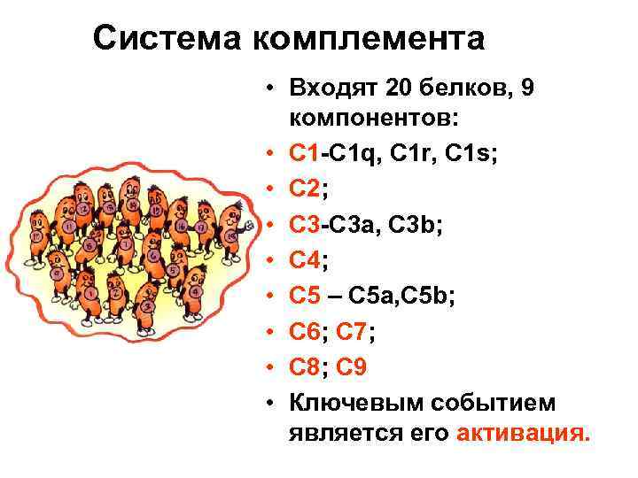 C компоненты. Белки системы комплемента. Комплемент это система белков. Компоненты системы комплемента. Номенклатура белков системы комплемента.