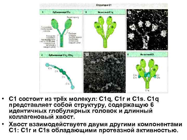  • С 1 состоит из трёх молекул: С 1 q, С 1 r
