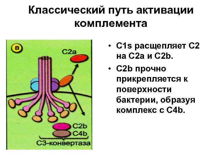 Классический путь активации комплемента • C 1 s расщепляет С 2 на С 2