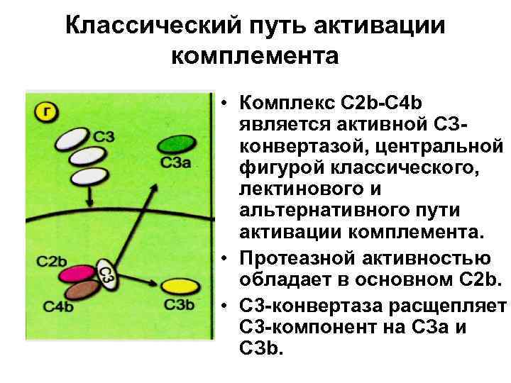 Классический путь активации комплемента • Комплекс С 2 b-С 4 b является активной СЗконвертазой,