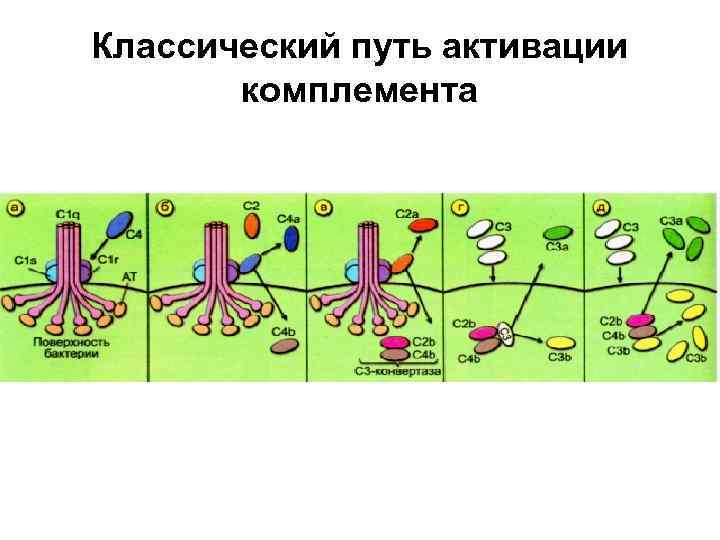 Классический путь активации комплемента 