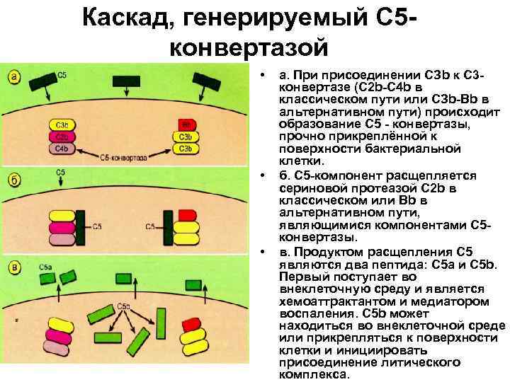 Каскад, генерируемый С 5 конвертазой • • • а. При присоединении СЗb к С