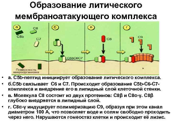 Схема мембраноатакующего комплекса