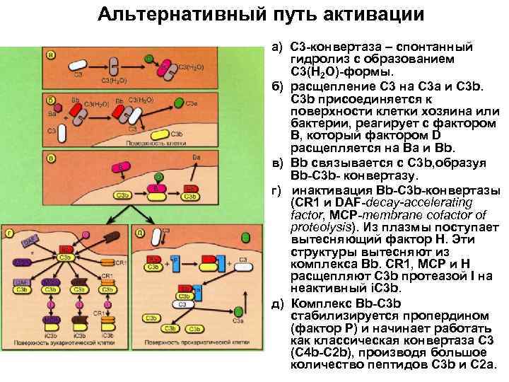 Альтернативный путь активации а) С 3 -конвертаза – спонтанный гидролиз с образованием С 3(H