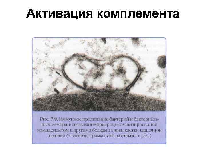 Активация комплемента 