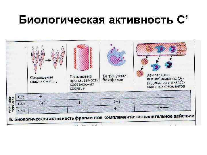Биологическая активность С’ 