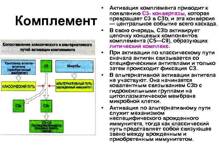  • Комплемент • • Активация комплемента приводит к появлению С 3 - конвертазы,