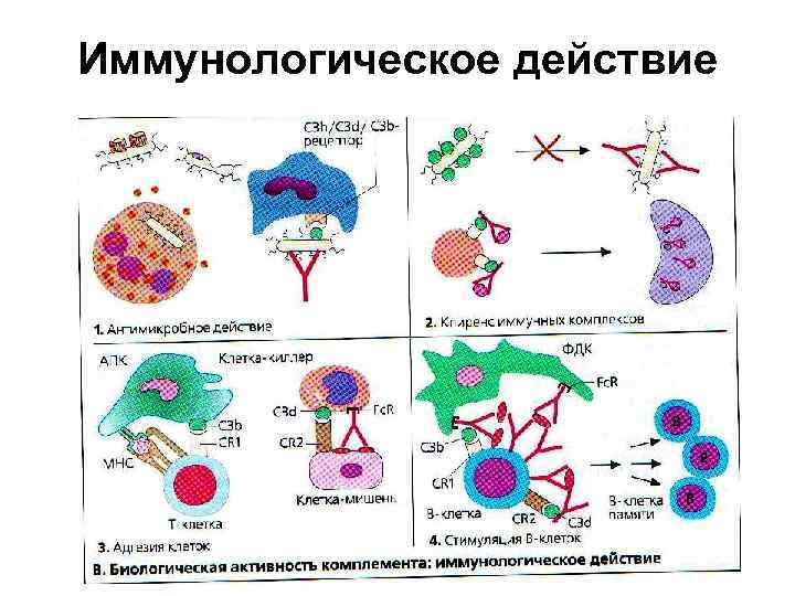 Иммунологическое действие 