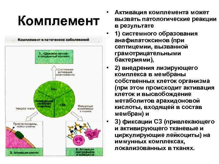 Комплемент • Активация комплемента может вызвать патологические реакции в результате • 1) системного образования