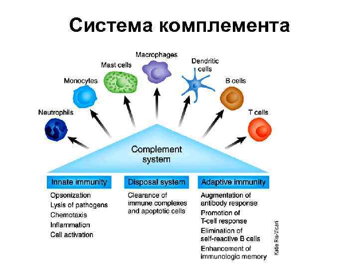Система комплемента 