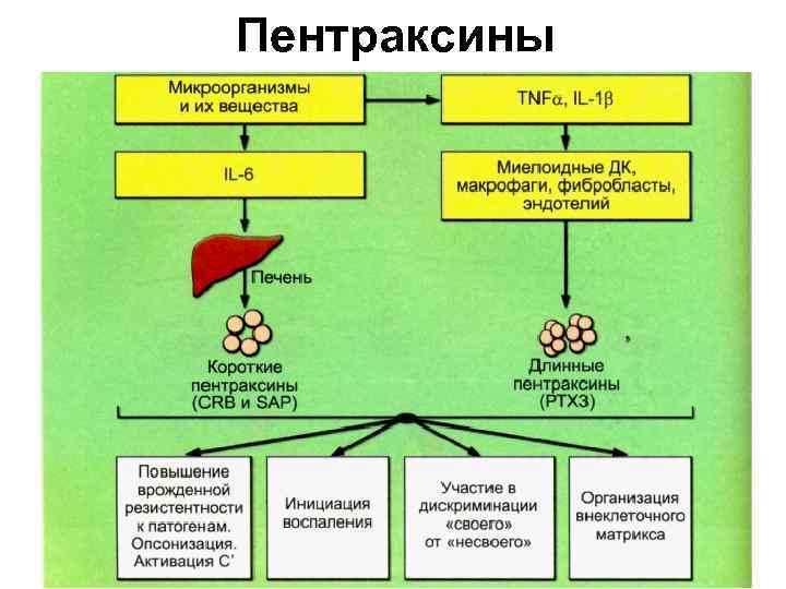 Пентраксины 