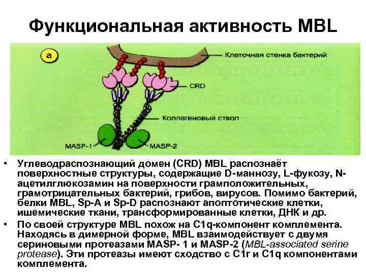 Функциональная активность MBL • Углеводраспознающий домен (CRD) MBL распознаёт поверхностные структуры, содержащие D-маннозу, L-фукозу,