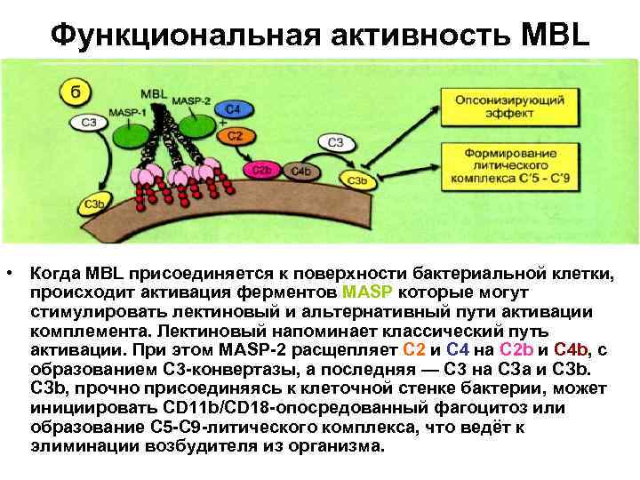 Лектиновый путь активации комплемента