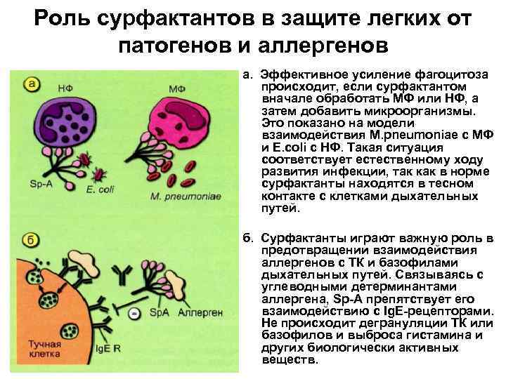 Функции сурфактанта