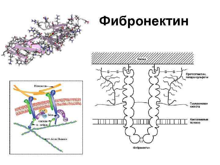 Фибронектин 