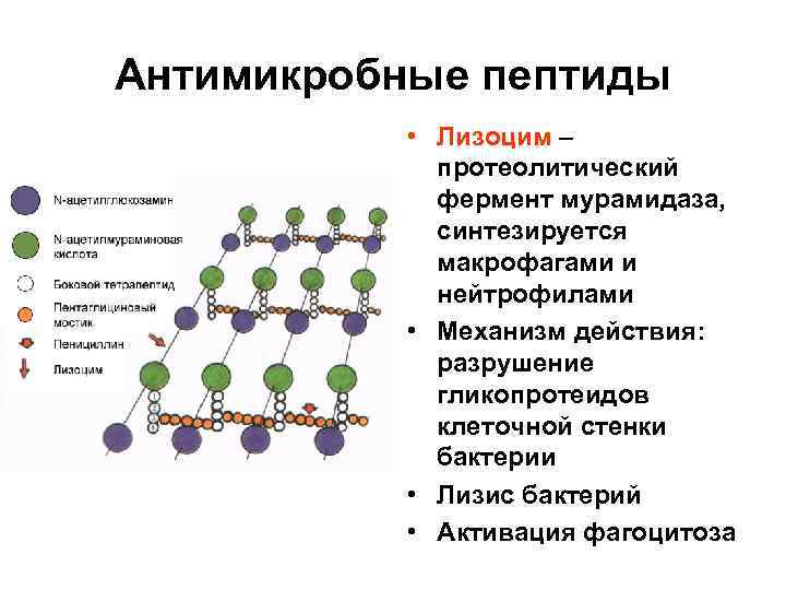 Лизоцим механизм действия. Лизоцим иммунология. 8. Лизоцим, механизм его антибактериального действия. Механизм действия лизоцима. Механизм антибактериального действия лизоцима.