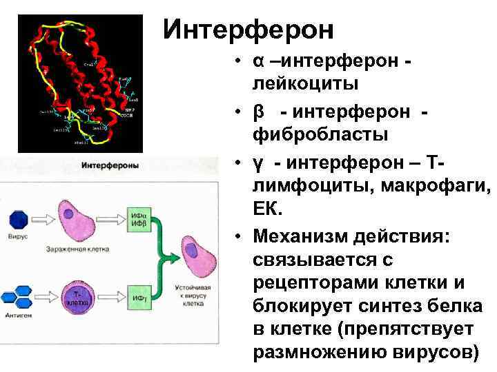 Что такое интерферон