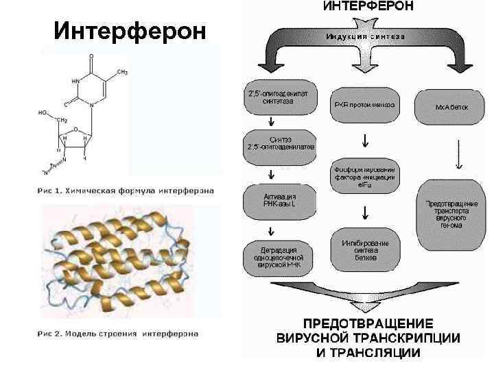 Интерферон 